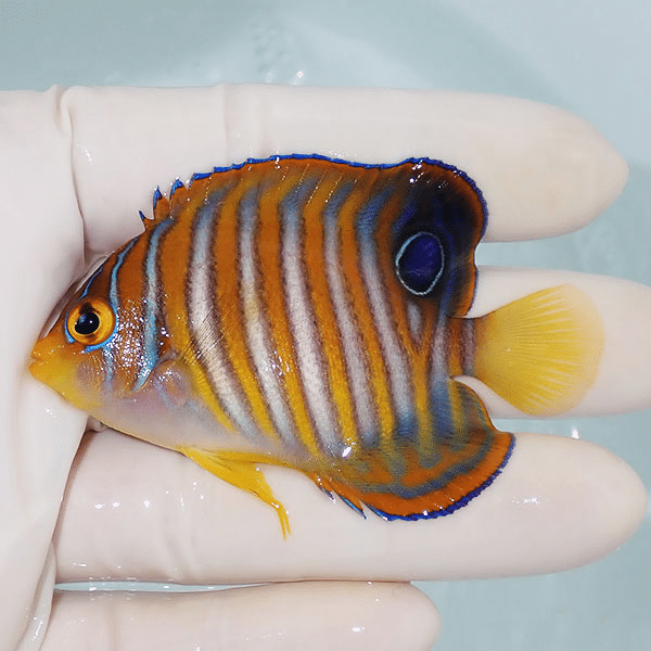 【現物3】ニシキヤッコ 7cm±