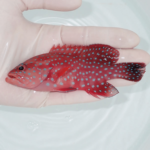 【現物1】ユカタハタ 12.5cm±