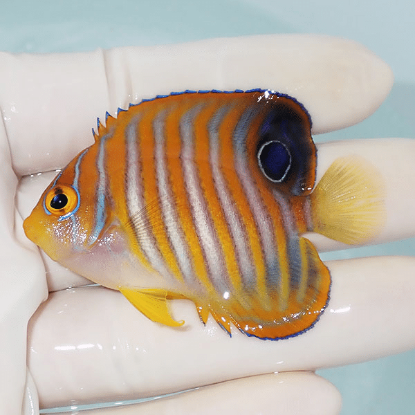【現物4】ニシキヤッコ 6cm±