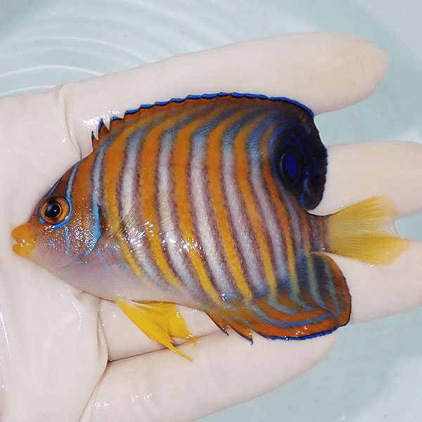 【現物5】ニシキヤッコ 8.5cm±