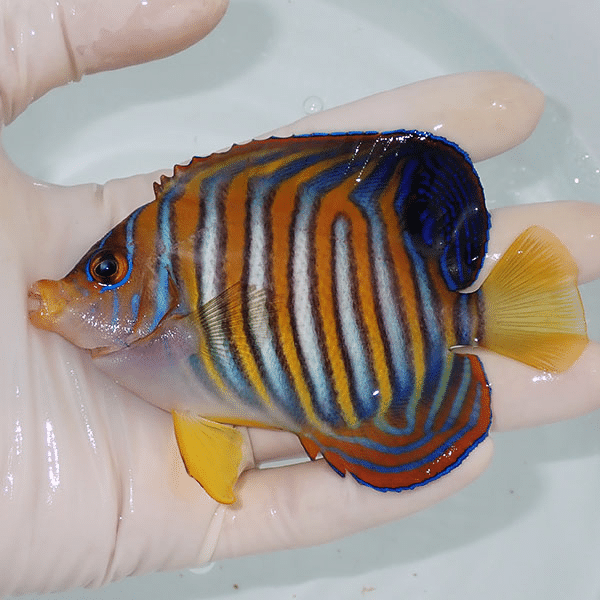 【現物6】ニシキヤッコ 11cm±