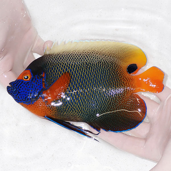 【現物1】 アデヤッコ 成魚 20cm±