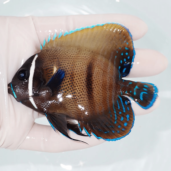 【現物1】ロクセンヤッコ 9cm±