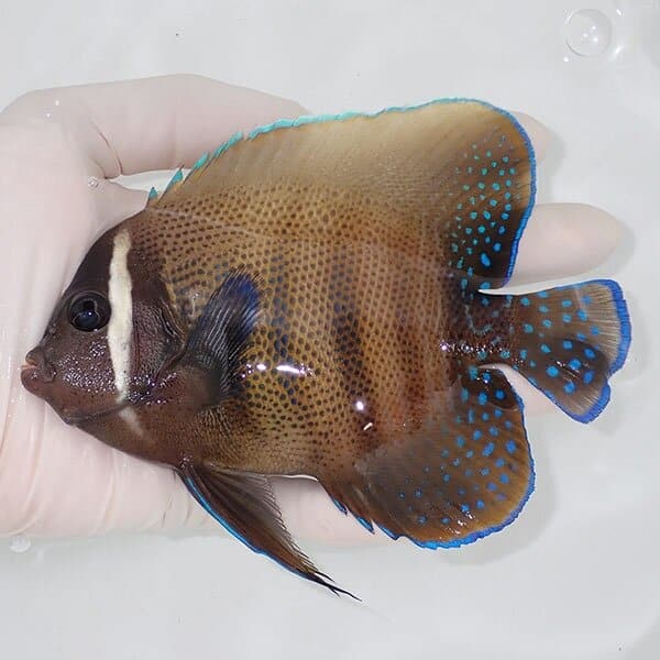 【現物1】ロクセンヤッコ 15cm±