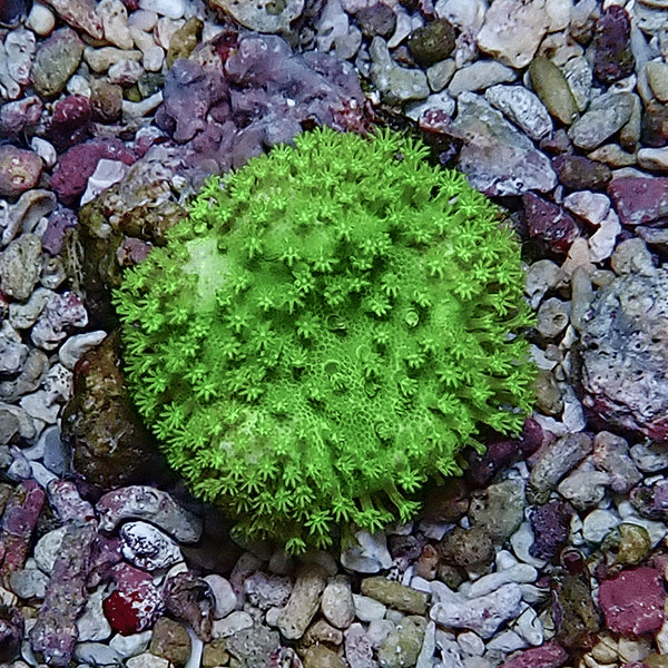 【サンゴ現物4】ウミキノコ メタリックグリーン 4-4cm
