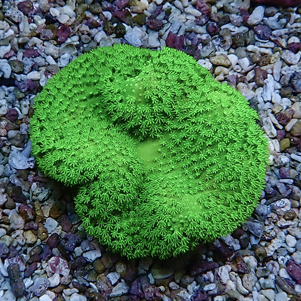 【サンゴ現物7】ウミキノコ メタリックグリーン 7-6cm