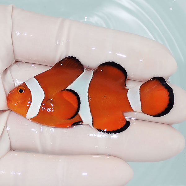【現物1】カクレクマノミbig 6.5cm±