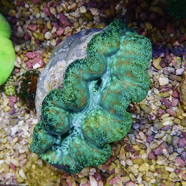 【サンゴ現物1】ヒメシャコガイ 8-9cm