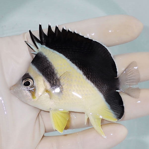 【現物1】バーゲスバタフライ 7.5cm±