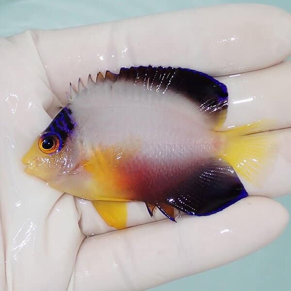【現物1】粒エサOK マルチカラーエンゼル 6.5cm±