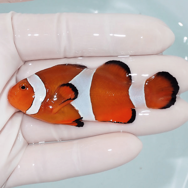 【現物2】カクレクマノミbig 7cm±