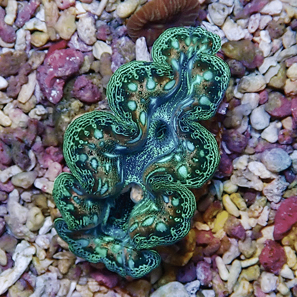 【サンゴ現物2】ヒメシャコガイ 5cm