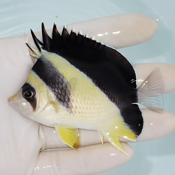 【現物2】バーゲスバタフライ 8.5cm±