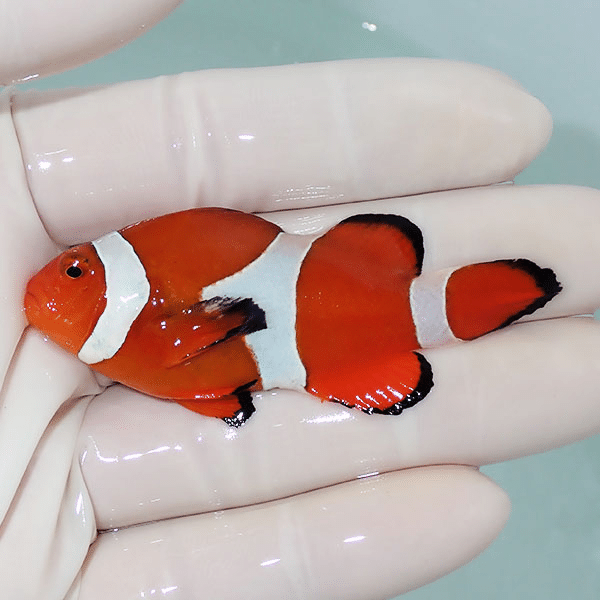 【現物3】カクレクマノミbig 6.5cm±