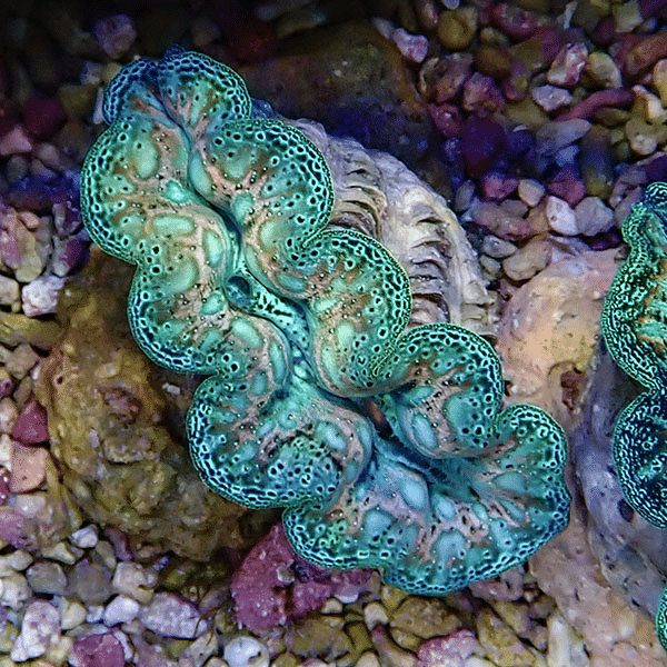 【サンゴ現物3】ヒメシャコガイ 6cm