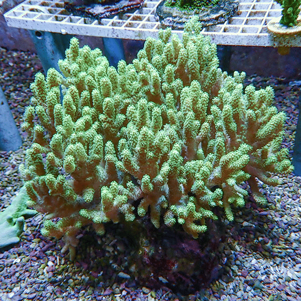 【サンゴ現物4】トサカ.sp 20-20cm 沖縄産