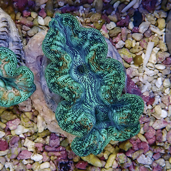 【サンゴ現物4】ヒメシャコガイ 6cm