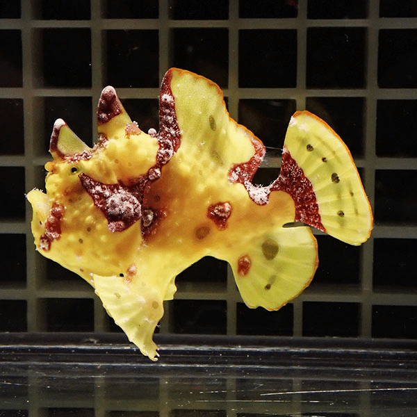 【現物5】クマドリカエルアンコウ 6.5cm