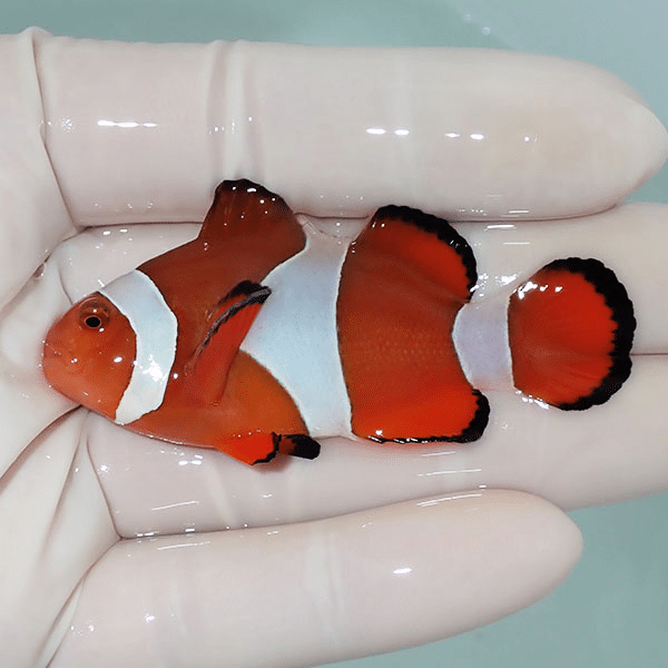 【現物5】カクレクマノミbig 6cm