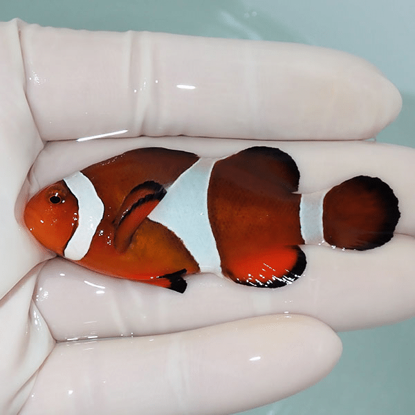 【現物6】カクレクマノミbig 6.5cm±
