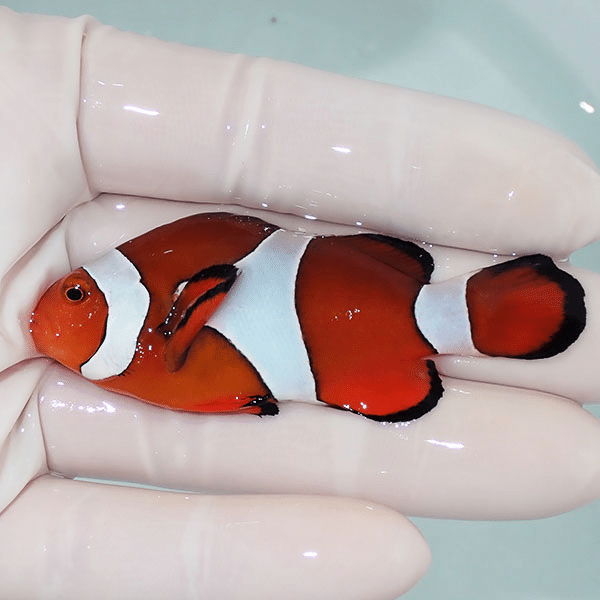 【現物7】カクレクマノミbig 7cm±