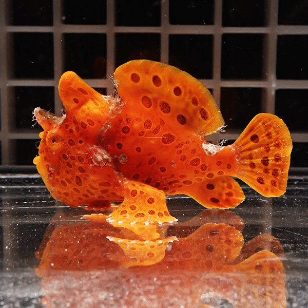 【現物8】イロカエルアンコウ 5.5cm