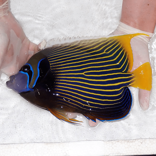 Vibrant tropical fish with dark body, electric blue lines, and a bright yellow tail being held by gloved hands over a white surface.