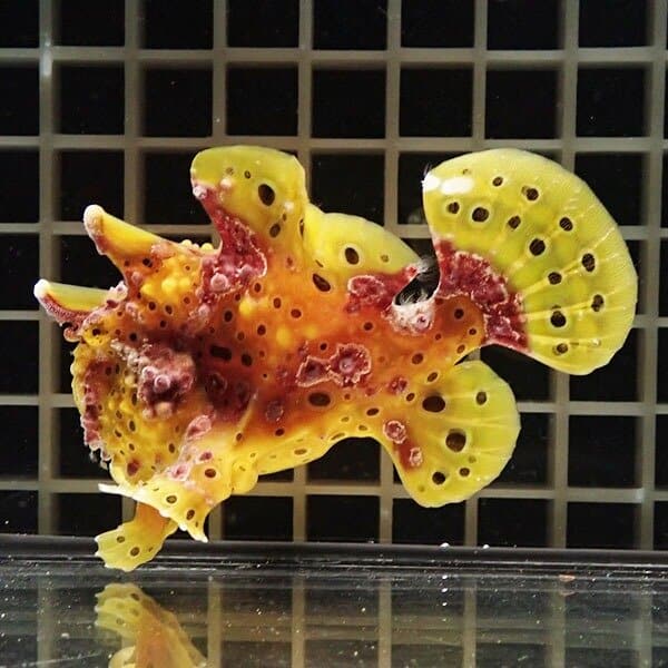 【現物4】クマドリカエルアンコウ 9cm
