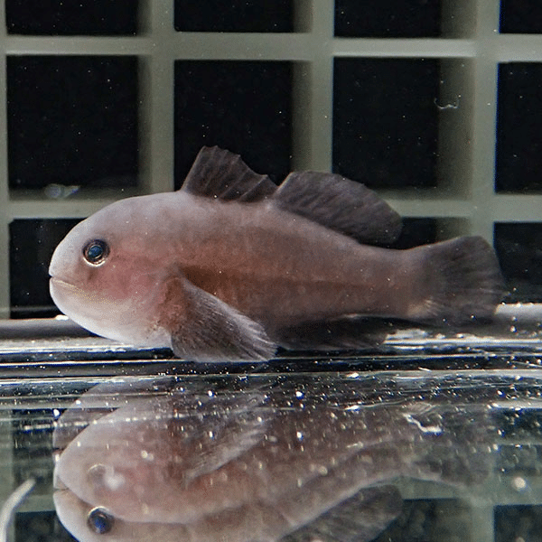 イチモンジコバンハゼ 3cm