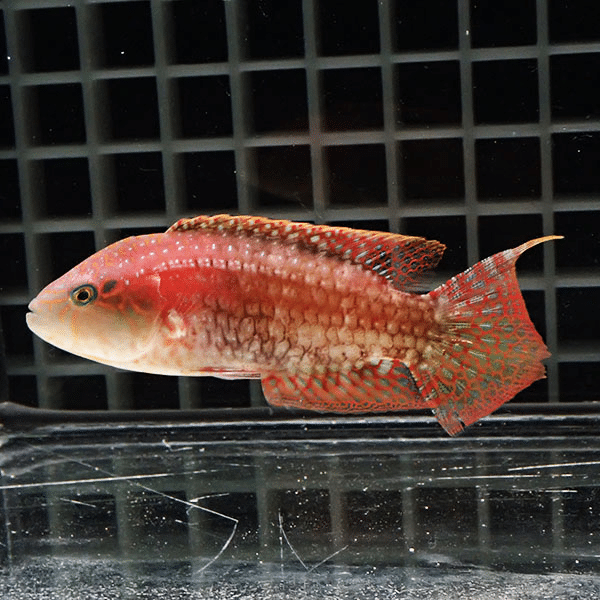 タコベラ 7-9cm±