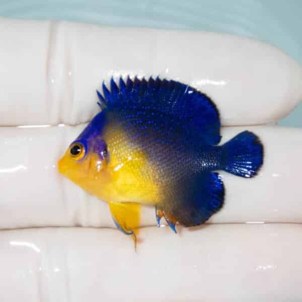【現物10】スミレヤッコ 3.5cm±