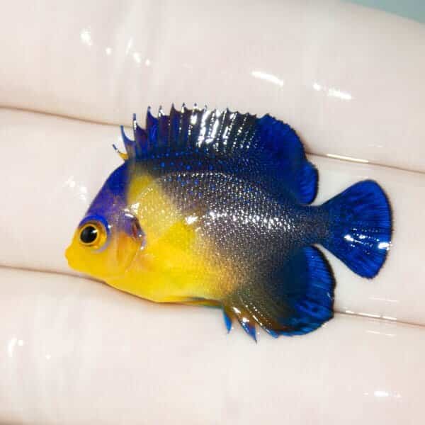 【現物25】スミレヤッコ 3.5cm±
