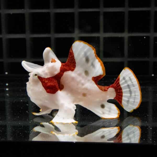 【現物10】クマドリカエルアンコウ 5.5cm