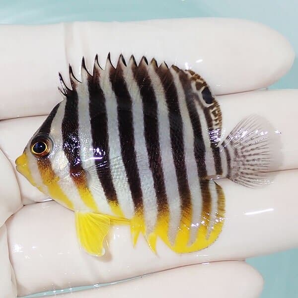 【現物11】シマヤッコ 5.5cm±