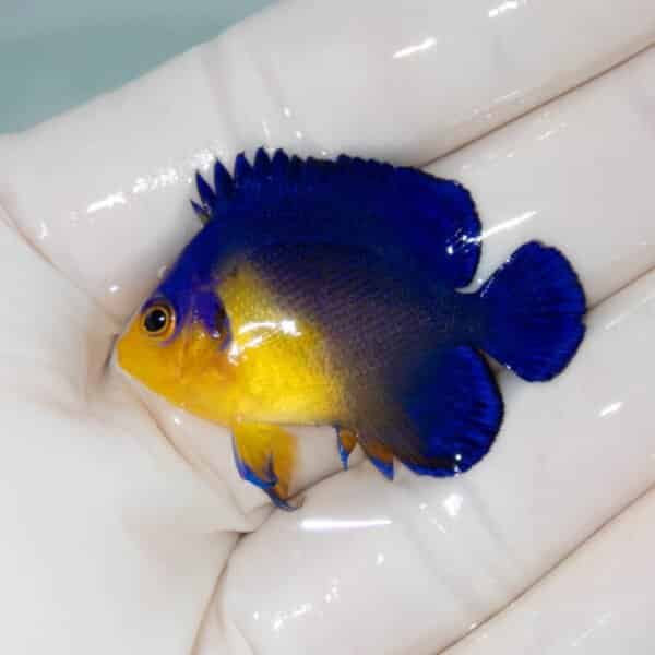 【現物11】スミレヤッコ 4cm±