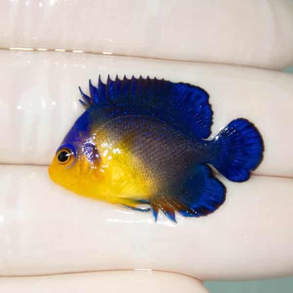 【現物26】スミレヤッコ 3.5cm±