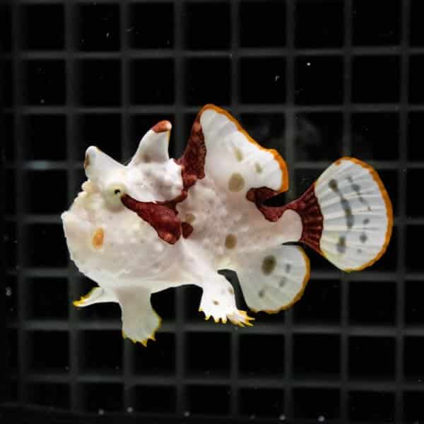 【現物11】クマドリカエルアンコウ 6cm