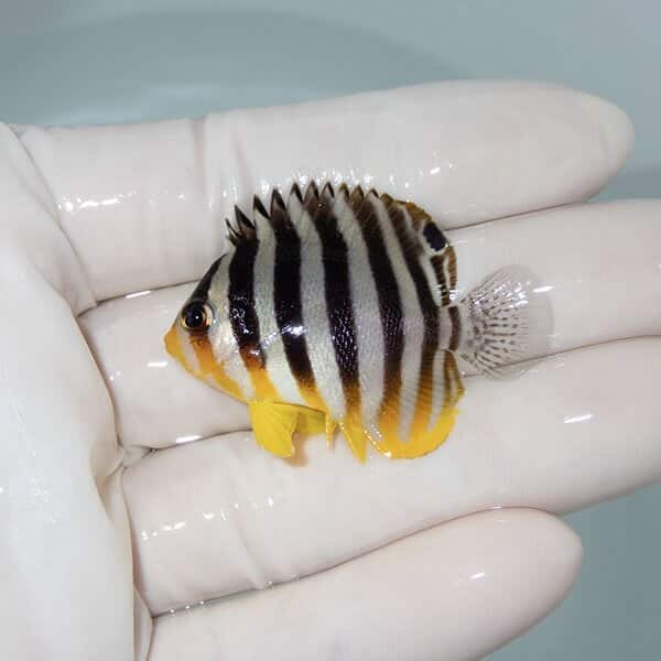 【現物11】シマヤッコ 4.2cm±