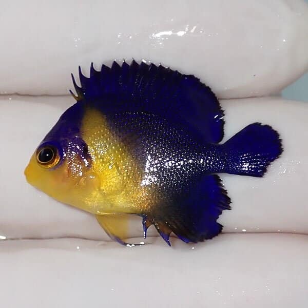【現物12】スミレヤッコ 3cm±