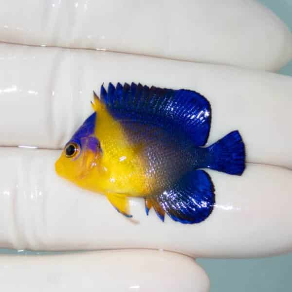 【現物12】スミレヤッコ 3.5cm±