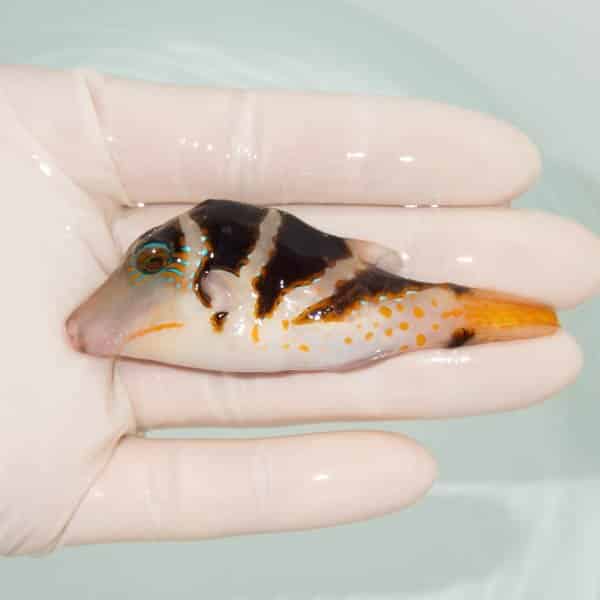 【現物】ハナキンチャクフグ 8cm±