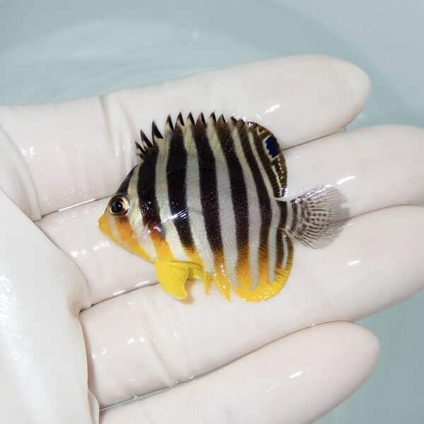 【現物12】シマヤッコ 4.5cm±