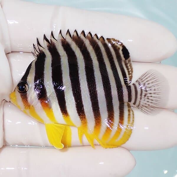 【現物13】シマヤッコ 6cm±