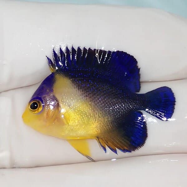 【現物13】スミレヤッコ 3.2cm±