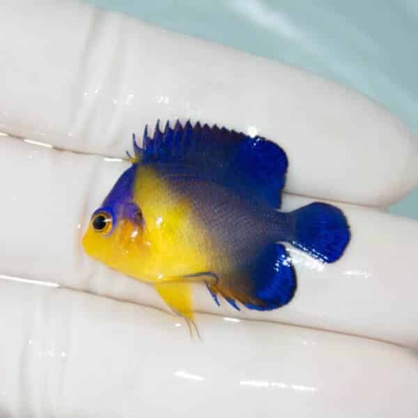 【現物13】スミレヤッコ 3.5cm±