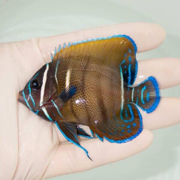 【現物1】ロクセンヤッコ 8cm±