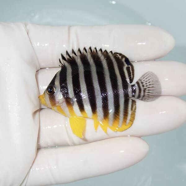 【現物13】シマヤッコ 5.5cm±