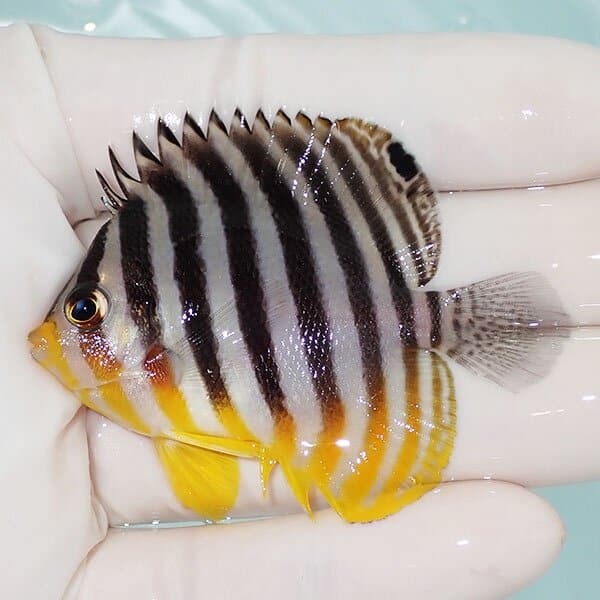 【現物14】シマヤッコ 6cm±