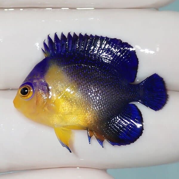 【現物14】スミレヤッコ 3.2cm±