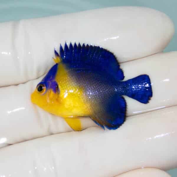 【現物14】スミレヤッコ 3.5cm±